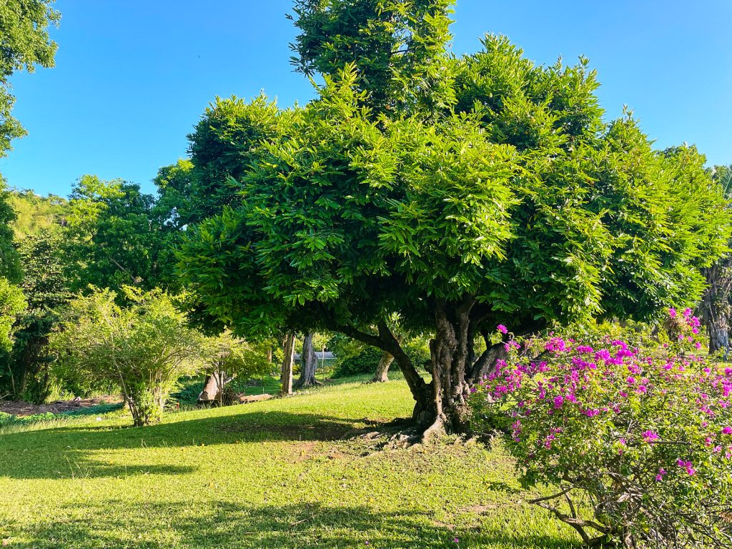 Dominica Botanic Gardens