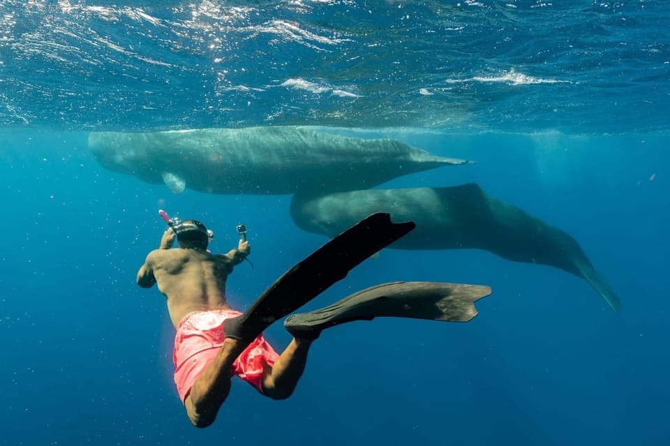 Whale and Dolphin Watching